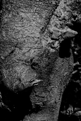 studio Gestaag